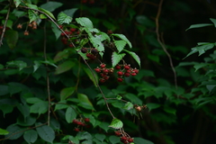 Rubus kawakamii