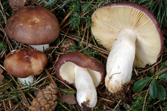 Russula caerulea
