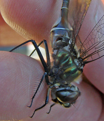 Somatochlora cingulata