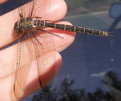 Somatochlora cingulata