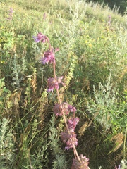 Salvia verticillata