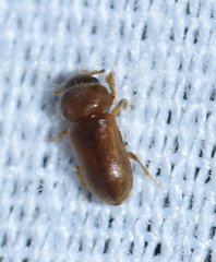 Tropicus pusillus