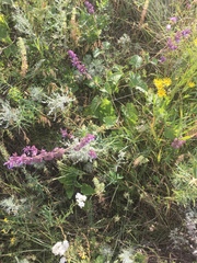 Salvia verticillata