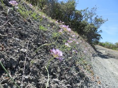 Allium fimbriatum purdyi