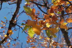 Nothofagus macrocarpa