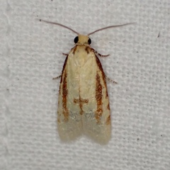 Sparganothis bistriata