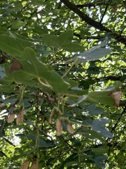 Acer monspessulanum