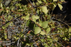 Schinus patagonica
