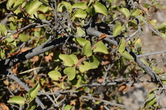 Schinus patagonica