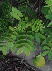 Senna surattensis