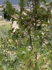 Platycladus orientalis