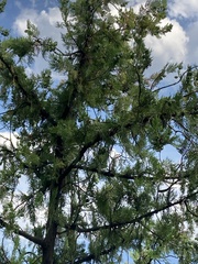 Platycladus orientalis