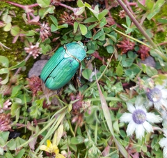 Chrysina orizabae