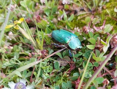 Chrysina orizabae