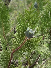 Platycladus orientalis