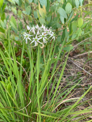 Allium cuthbertii