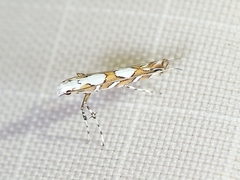 Acrocercops albinatella