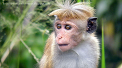 Toque Macaque photo 3