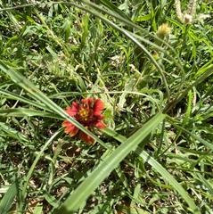 Gaillardia amblyodon