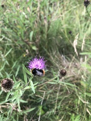 Bombus