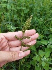Echinochloa crus-galli