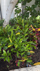 Codiaeum variegatum