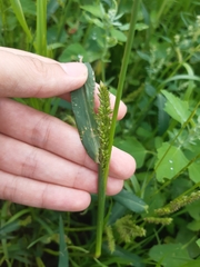 Echinochloa crus-galli
