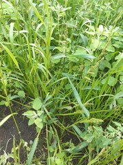 Echinochloa crus-galli