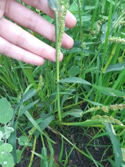 Echinochloa crus-galli