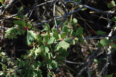 Berberis horrida
