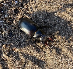 Lucanus cervus turcicus