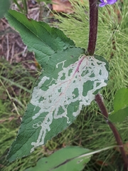 Phytomyza campanulae