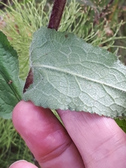 Phytomyza campanulae