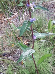 Phytomyza campanulae