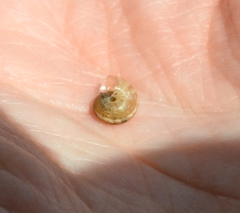 Praticolella berlandieriana