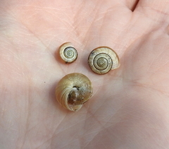 Praticolella berlandieriana
