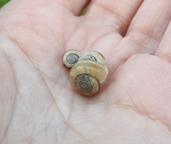 Praticolella berlandieriana