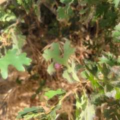 Cynips douglasii