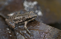 Pseudacris triseriata