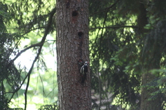 Dendrocopos major