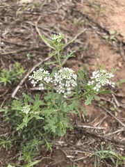 Lepidium thurberi