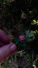 Cynips douglasii