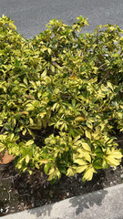 Heptapleurum arboricola