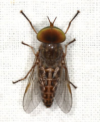 Tabanus sackeni