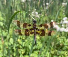 Celithemis eponina