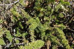 Colletia ulicina
