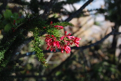 Colletia ulicina