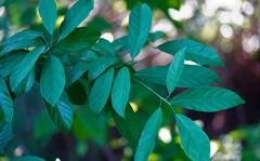 Sterculia lanceolata