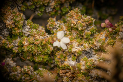 Junellia seriphioides