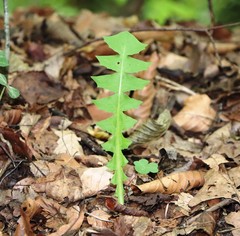 Aposeris foetida